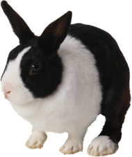 black and white rabbit PNG
