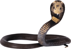 Black and Yellow snake PNG