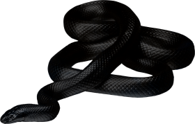 Black Snake twirling PNG