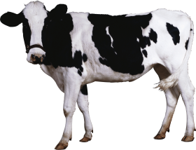 Black-white Cow PNG