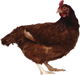 Brown chicken PNG