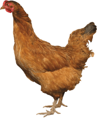Brown Chicken from side PNG