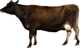 Brown cow from side PNG