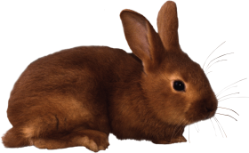 Brown rabbit PNG