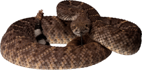 Brown Snake PNG