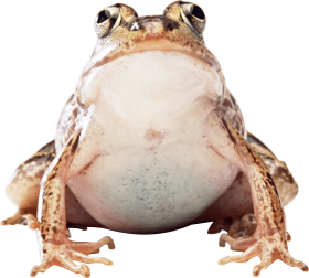 brown toad PNG