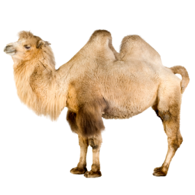 Camel  PNG