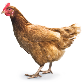 Chicken PNG