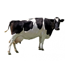 Black White Cow PNG