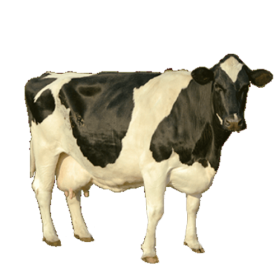 Cow PNG