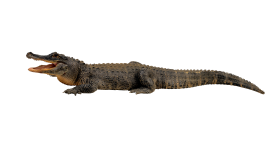 Crocodile from side lying on ground PNG