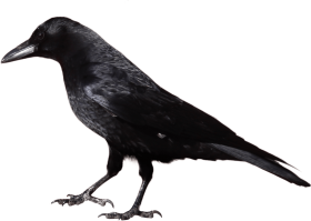Crow from Side PNG