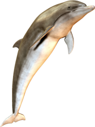 Cute Jumping Dolphin PNG