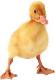 cute little duckling PNG