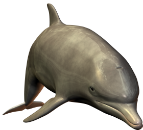 Cute swimming Dolphin PNG