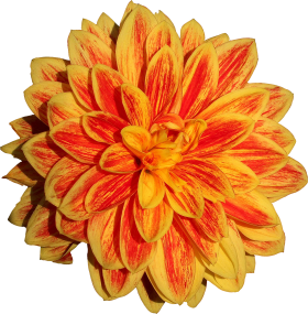 Dahlia Flower PNG