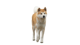 Hachiko the Dog PNG