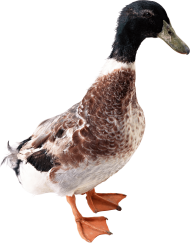 Duck from side PNG