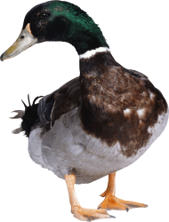 Duck looking to side PNG