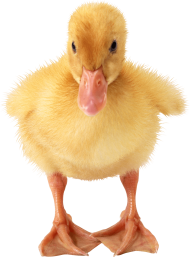 duckling PNG