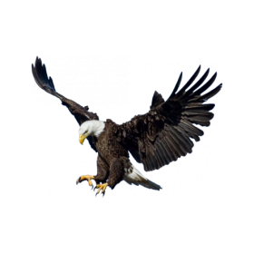 Eagle PNG