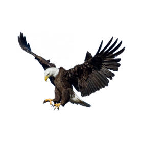 golden eagle png