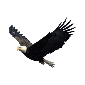 Eagle PNG