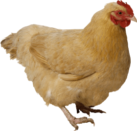 Fat yellow chicken PNG