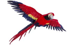 Flying Parrot PNG