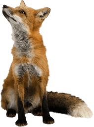 Fox sitting PNG
