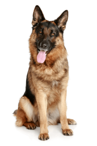 German Sheepdog from the front HD PNG