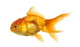 Gold fish PNG