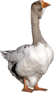 Goose from front PNG