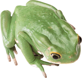 green Frog PNG