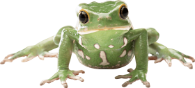 green frog PNG