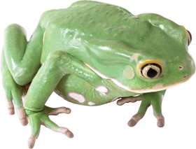 green frog PNG