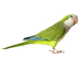 Green Parrot PNG
