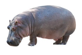 Hippo Standing PNG