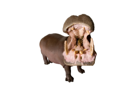 Hippo With Mouth Open PNG