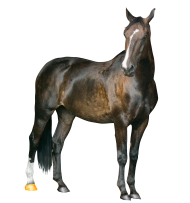 Horse PNG Image PNG