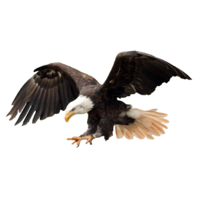 Hunting  Eagle PNG