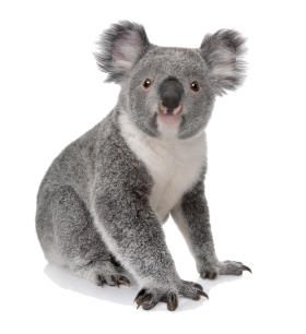 Koala Bear PNG