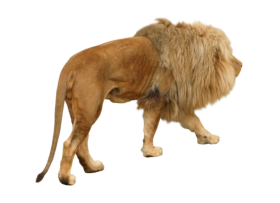 Lion Animal PNG
