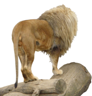 Lion Animal PNG