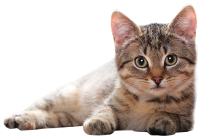 Lying Cat PNG PNG