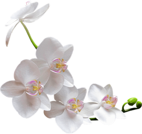 Orchid PNG