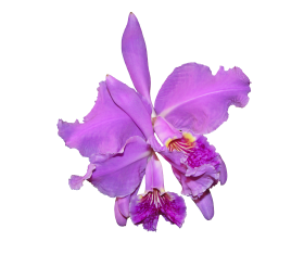 Orchid Flower PNG
