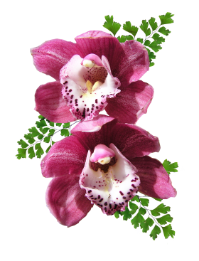 Orchid PNG