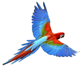 Parrot PNG