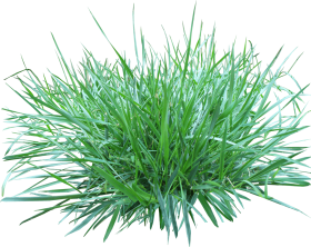 Patch Of Grass PNG